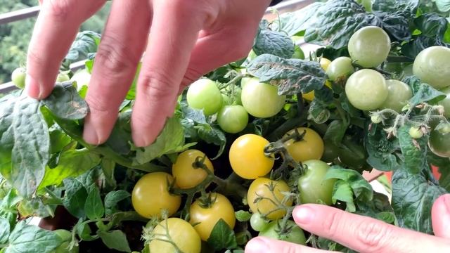 Growing high-yield Tomatoes is not difficult, it's easy, and there are many fruits смотреть онлайн