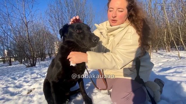 Собака-невидимка Тишка хочет чтобы его увидели! Проект помощи @sobakauzao. Приют «Щербинка»