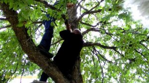 Как растет и плодоносит медвежий орех или турецкая лещина?