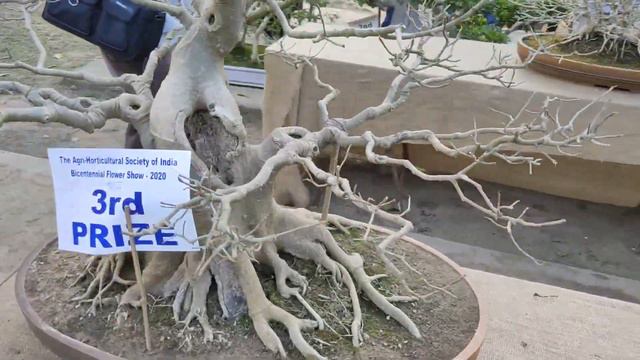 Bonsai Trees | Awesome Exhibition |  Best Bonsai Design