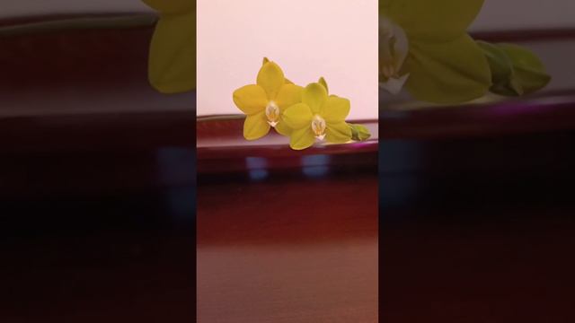 Ароматная орхидея Лайм