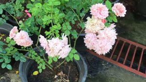 Pippin Climbing Rose