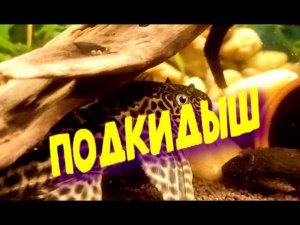 Новый обитатель нашего аквариума 220 литров / The new inhabitant of our aquarium is 220 liters