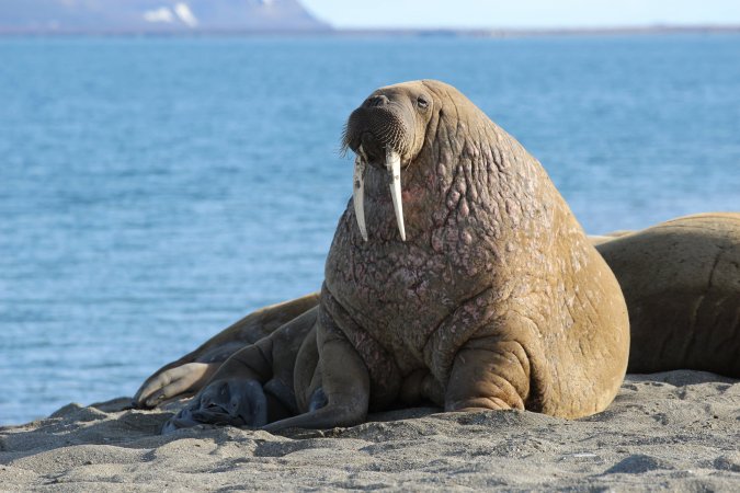 Сколько усов у моржа?