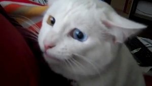 Кошка стучит зубами