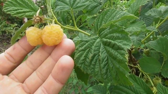 Малина Желтый гигант - обзор сорта. Вкусная и красивая малина смотреть онлайн