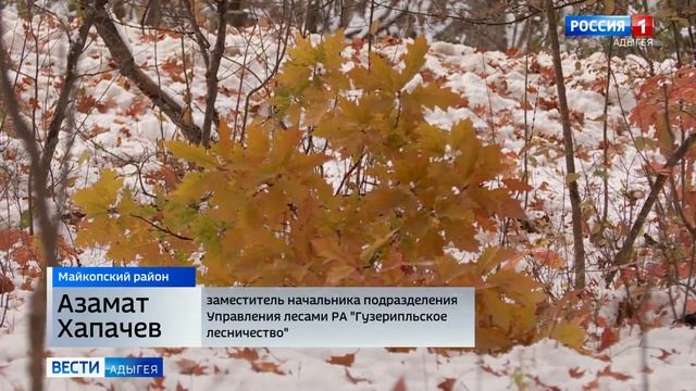 Лесники собрали и посеяли в питомнике желуди дуба красного смотреть онлайн