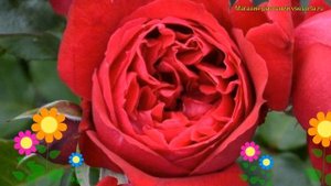 Роза. Краткий обзор: Роза описание характеристик, где купить саженцы rosa park ruban rouge