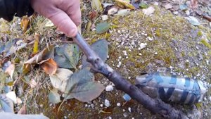 Размножение Деревьев методом Воздушной Отводки, Осенью. Посадка, Окулировка