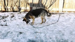 Домашние животные. Сторожевая собака нашла любимые кости.