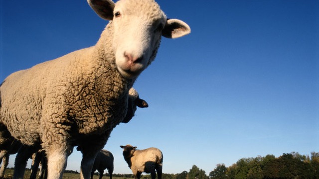 Бойцовская овца