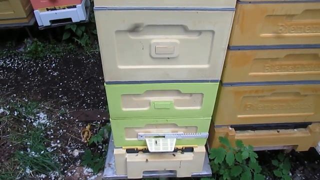 июнь на пасеке - наращивание пчел к главному медосбору  особенности и засады