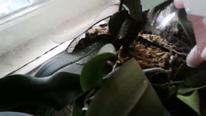 Фуфанон-нова от мучнистого червеца на орхидеях!как я обрабатываю!