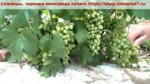 Виноград Ранний Палыча- размягчение ягод, урожайность, ягода пружинит уже...  Пузенко Наталья