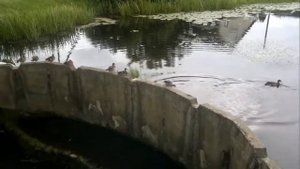 Наглые "дикие" утки