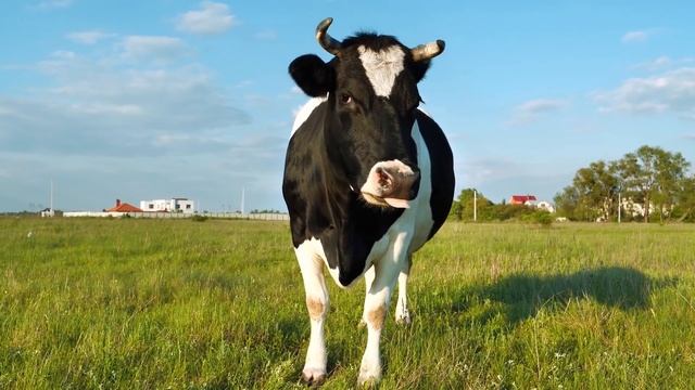 Когда люди увидели, кого кормит корова своим выменем, то чуть не поседели! К ней присосался пришеле смотреть онлайн