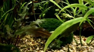 СОВЕТЫ ПО КОЛИЧЕСТВУ РЫБ В АКВАРИУМЕ