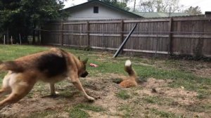 Pet Fox Gets A New Tunnel!