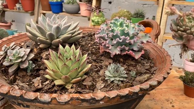 Empezando un Jardín desde Cero parte 8, arreglo Cazuela de Suculentas de colección смотреть онлайн