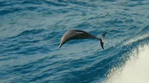 Помощь китов и дельфинов Владыкам Мудрости.