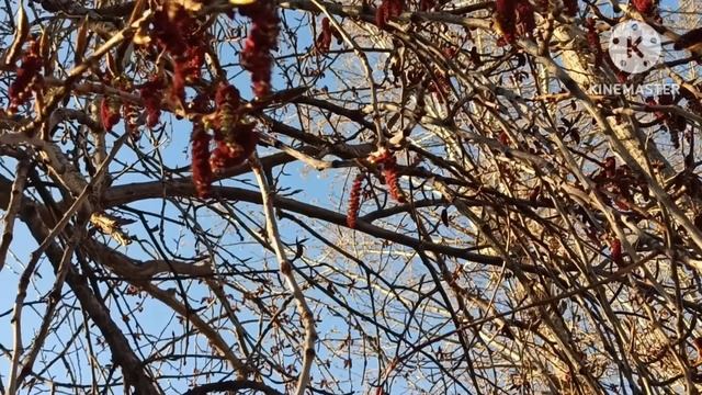 Кристина Мотиватор.Стив может выступать против цветов только и если она покупает их себе сама смотреть онлайн