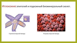 7 класс - Биология - Покровы тела - 05.05.2020