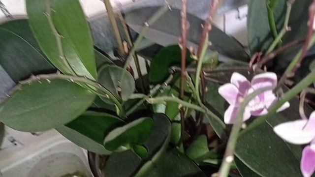 Обзор цветущих орхидей💮 Каменная роза💮 Биг лип Шоколад💮 Wild pink💮 Commotion💮 смотреть онлайн