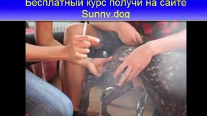 Как правильно сделать внутримышечный укол собаке?