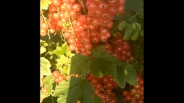 Любава - самый урожайный и вкусный сорт розовой смородины