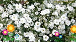Гипсофила ползучая Альба. Краткий обзор, описание характеристик gypsofila repens Alba
