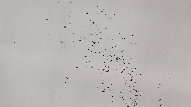 How to Collect Petunia Seeds , Harvesting Flower Seeds for Next Year, Grow Your Own Hanging Baskets смотреть онлайн