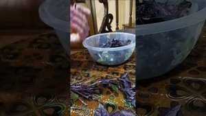 листья базилика высушиваю стебли готовим к заморозки