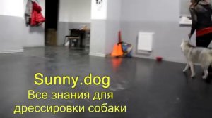 хаски  или немецкая овчарка кого выбрать  правильный выбор породы