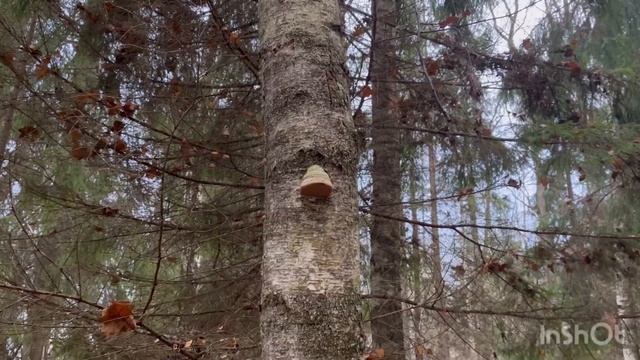 Нашел редкий гриб . Грибы для здоровья