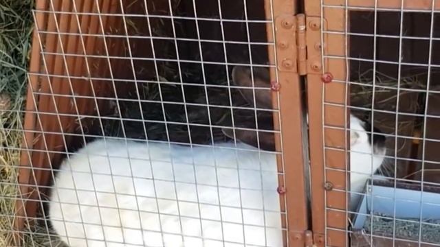 Еще один постный салатик и многое другое.??☘ смотреть онлайн