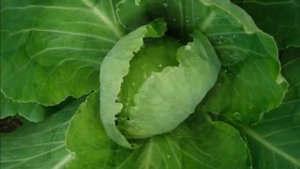 Выращивание капусты как бизнес