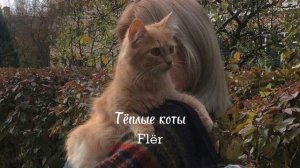 Тёплые коты - Flër