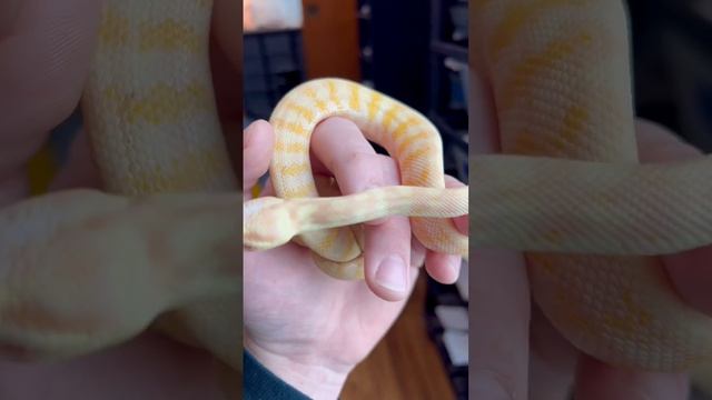 Albino Darwin Carpet Python!