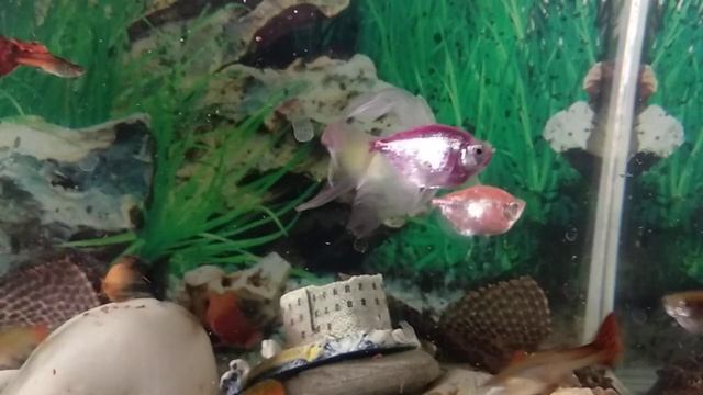 Рыба ТЕРНЕЦИЯ Я НЕ ВИДЕЛ НИ ГДЕ С ТАКИМИ ПЛАВНИКАМИ смотреть онлайн