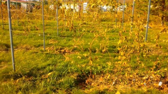 Виноградник Алексея Бобкова в Рязанской области смотреть онлайн