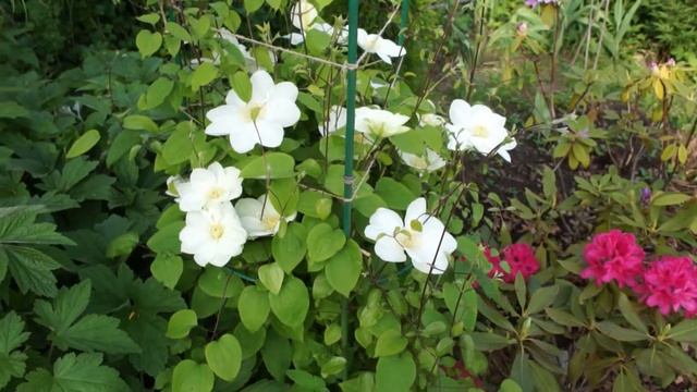 Клематис Джемси Крим смотреть онлайн