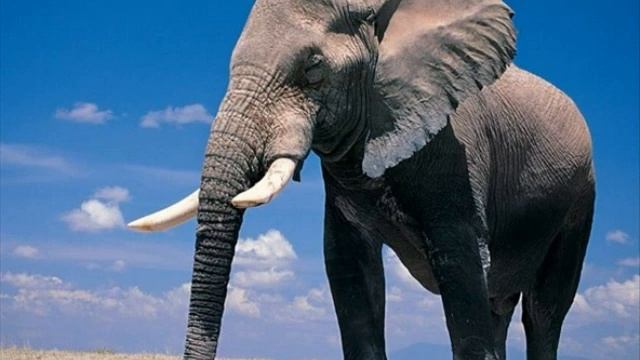 Сказка "Дорогие подарки" смотреть онлайн