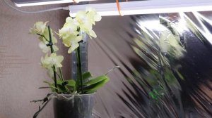 Орхидеи. С чего НАЧАТЬ ВЫРАЩИВАНИЕ ОРХИДЕЙ?