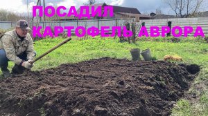 Посадил картофель аврора
