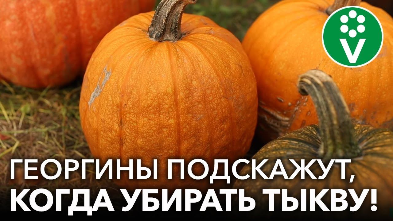 ВЕРНЫЕ ПРИЗНАКИ, ЧТО ТЫКВУ ПОРА УБИРАТЬ! Как ускорить созревание тыквы, когда убирать и как хранить
