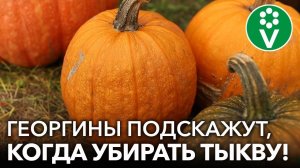 ВЕРНЫЕ ПРИЗНАКИ, ЧТО ТЫКВУ ПОРА УБИРАТЬ! Как ускорить созревание тыквы, когда убирать и как хранить