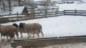 Племенные Дорперы-бараны производители в продаже +375296554488 #dorpersheep #ram #dorperram #дорпер