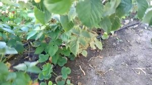 Обзор и дегустация малины Кванза