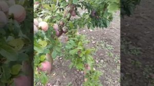 Деплоїдна слива Кримсон гло Червона мякоть. супер Слива. #садПавлюка