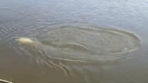 Рыбалка на Нижней Волге и река Ахтуба. Астраханская область. г. Харабали посёлок Дедушкин.